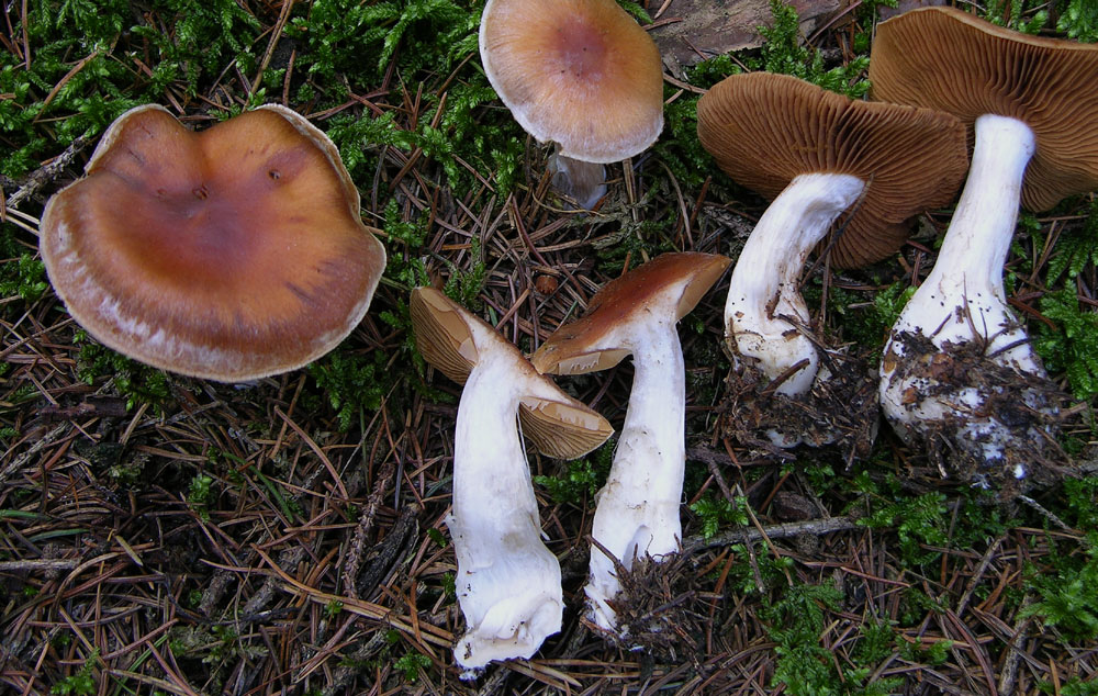 Telamonia Sezione Firmiores.